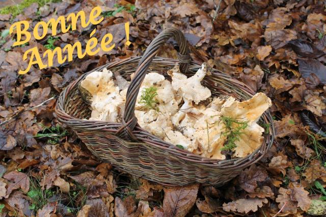 Panier a champignons anim osier